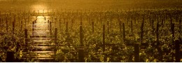 Enoturismo Ribera del Duero
